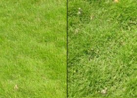 Cách phân biệt cỏ lông heo và cỏ nhung nhật