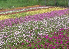 Kỹ thuật trồng hoa mười giờ nở nhiều hoa và đẹp.