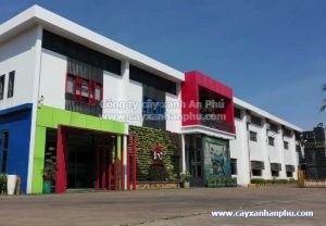 trồng cây di hưng