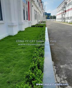 cây trang thái trồng viền