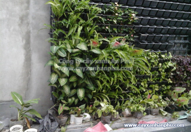 Các loại cây phù hợp cho tường cây