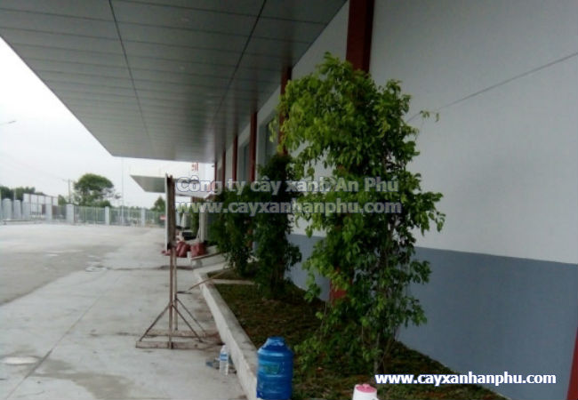 Trồng cỏ công ty Emivest Feedmill