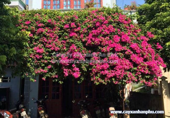 Một số cây dây leo đẹp dùng để trang trí vườn nhà - Công Ty Cây Xanh An Phú