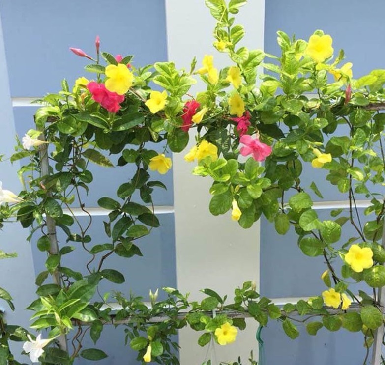 Một số cây dây leo đẹp dùng để trang trí vườn nhà - Công Ty Cây Xanh An Phú