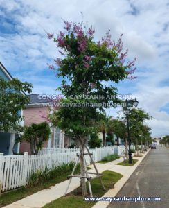 cây bằng lăng