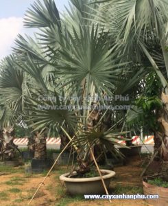 cây kè bạc