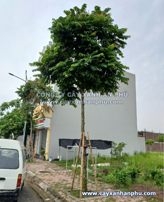 cay-lat-hoa-cong-trinh cây lát hoa công trình