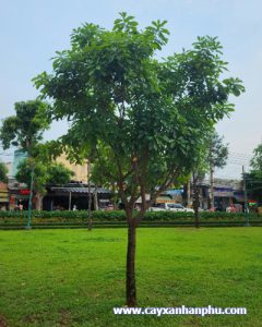cay loc vung dep