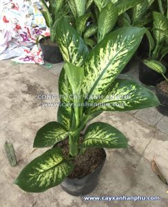 bán cây vạn niên thanh