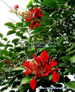 hoa cây osaka đỏ