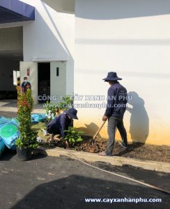 trồng cây lài tây