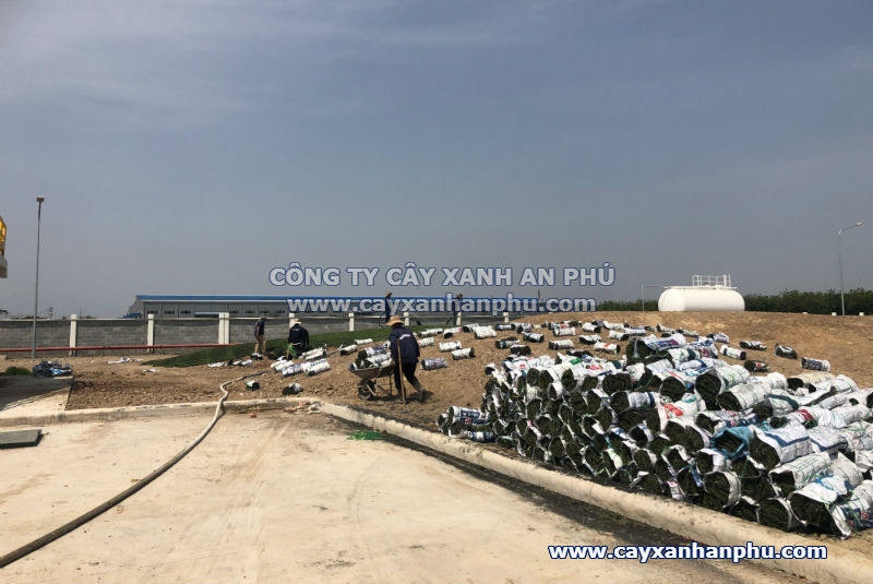 Trồng cỏ nhung thảm nhà máy Paulin Vina Đồng Nai
