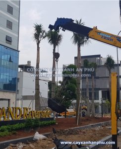 cẩu cây mai chiếu thủy ghép lồng mứt