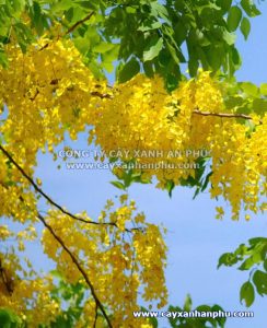 hoa của cây osaka vàng