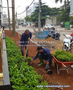 trồng cây sơn liễu