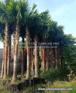 cây kè đỏ công trình