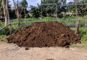 đất thịt trồng cây bình dương