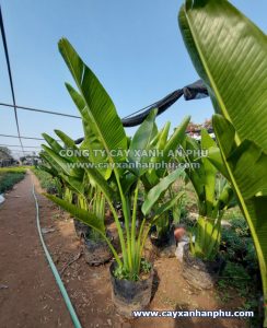 cây chuối rẻ quạt