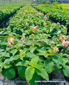 cung cấp cây én hồng
