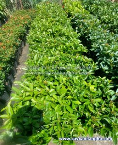 bán cây trang mỹ