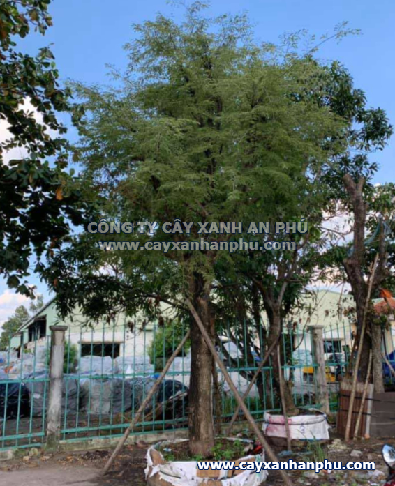 cay-me-chua-cong-trinh cây me chua công trình