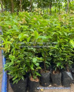 bán cây nho thân gỗ giống