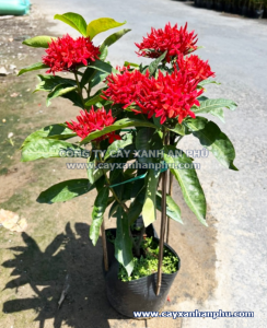 cây trang mỹ đỏ