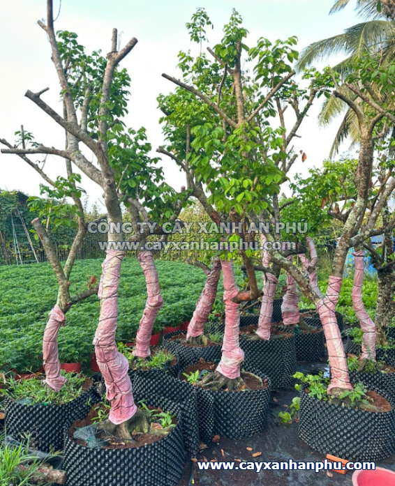 cay-chom-chom-cong-trinh cây chôm chôm công trình