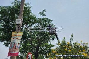 dịch vụ chặt cây đà nẵng